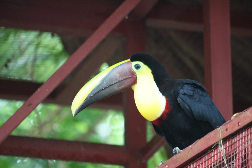 Hotel El Colibri Rojo - Cabinas - Le Colibri Rouge 卡维塔 外观 照片